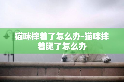 猫咪摔着了怎么办-猫咪摔着腿了怎么办