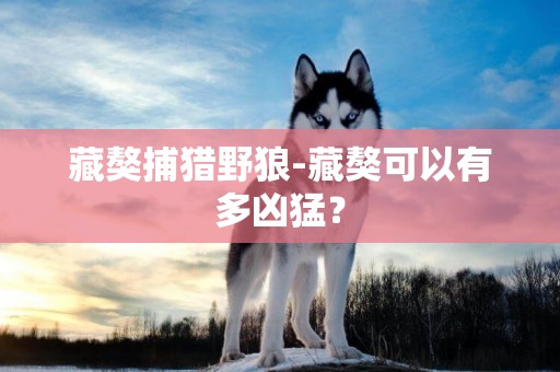 藏獒捕猎野狼-藏獒可以有多凶猛？