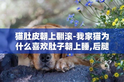 猫肚皮朝上翻滚-我家猫为什么喜欢肚子朝上睡,后腿还分着？