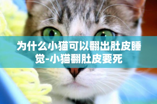 为什么小猫可以翻出肚皮睡觉-小猫翻肚皮要死