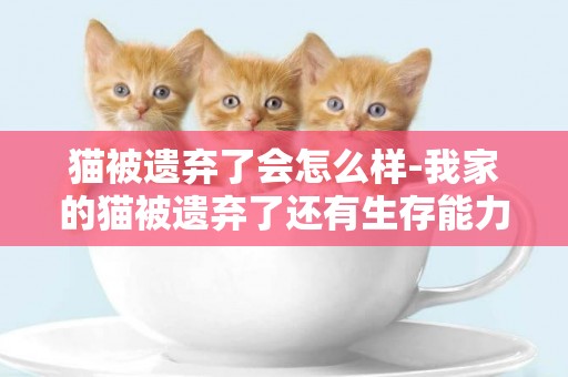 猫被遗弃了会怎么样-我家的猫被遗弃了还有生存能力吗?