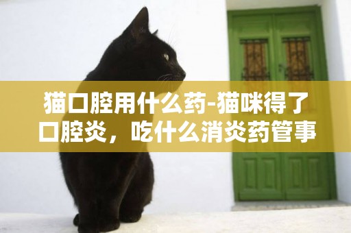 猫口腔用什么药-猫咪得了口腔炎，吃什么消炎药管事？