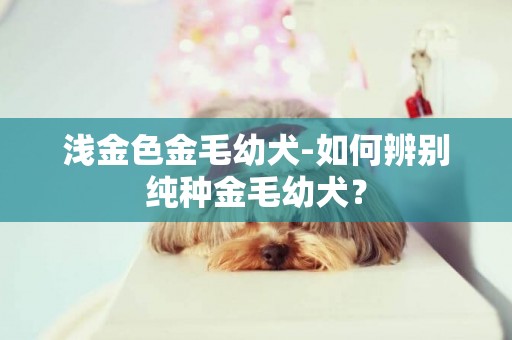 浅金色金毛幼犬-如何辨别纯种金毛幼犬？