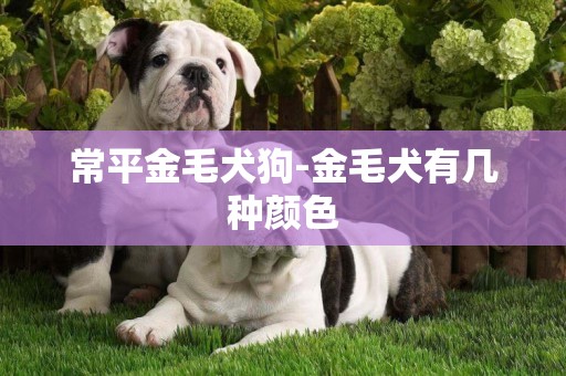 常平金毛犬狗-金毛犬有几种颜色