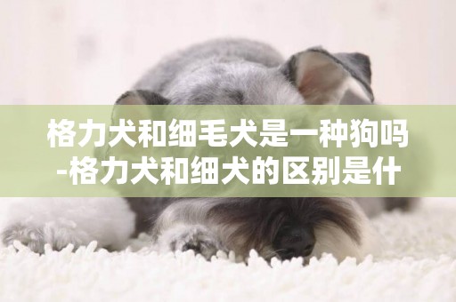 格力犬和细毛犬是一种狗吗-格力犬和细犬的区别是什么