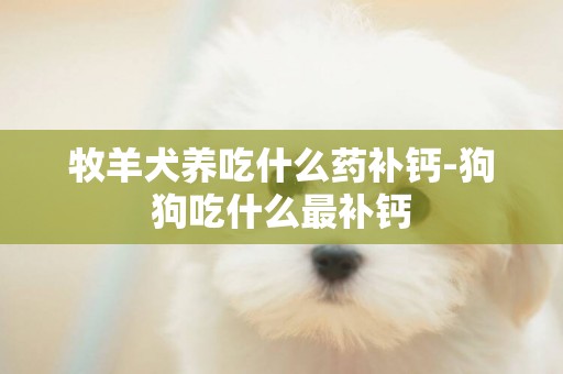 牧羊犬养吃什么药补钙-狗狗吃什么最补钙