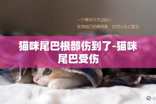 猫咪尾巴根部伤到了-猫咪尾巴受伤