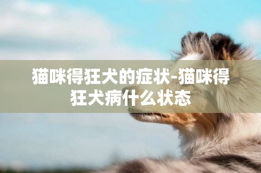 猫咪得狂犬的症状-猫咪得狂犬病什么状态