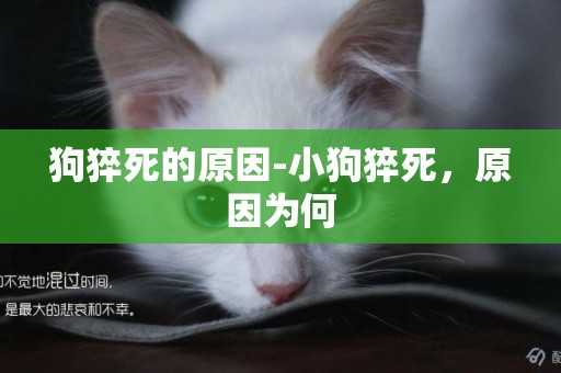 狗猝死的原因-小狗猝死，原因为何