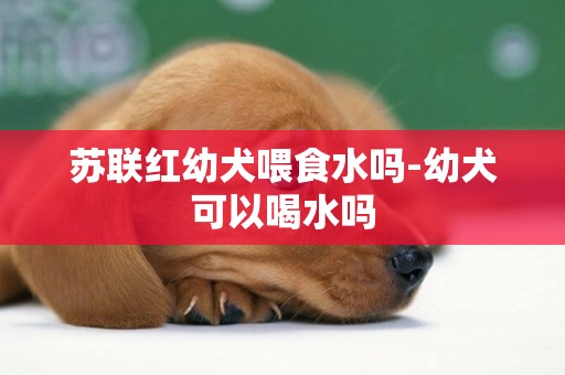 苏联红幼犬喂食水吗-幼犬可以喝水吗