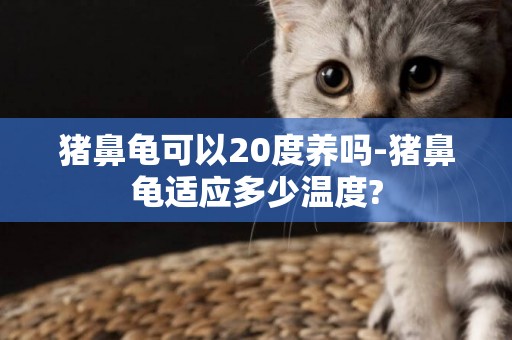 猪鼻龟可以20度养吗-猪鼻龟适应多少温度?