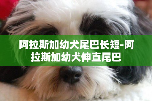 阿拉斯加幼犬尾巴长短-阿拉斯加幼犬伸直尾巴