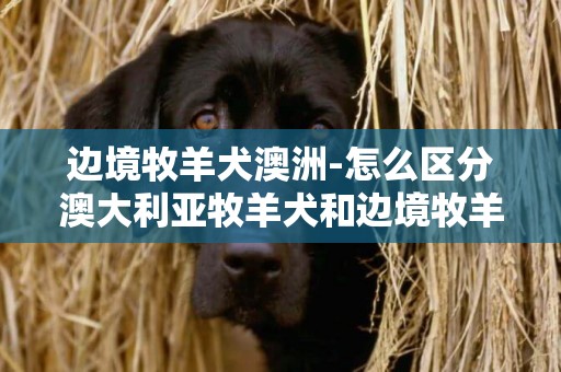 边境牧羊犬澳洲-怎么区分澳大利亚牧羊犬和边境牧羊犬