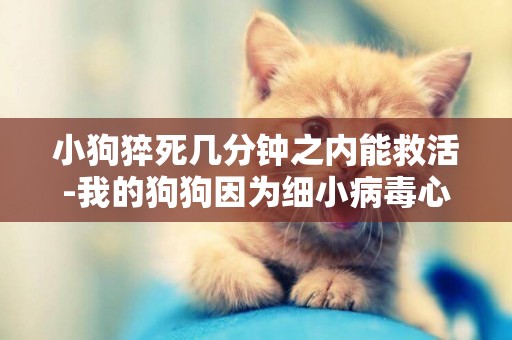 小狗猝死几分钟之内能救活-我的狗狗因为细小病毒心肌猝死没能救活，我很伤心，我想知道狗狗死后会去天堂吗