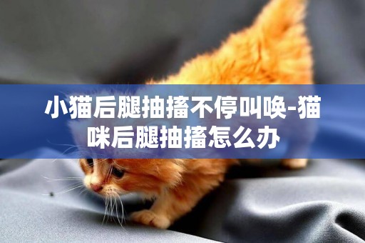 小猫后腿抽搐不停叫唤-猫咪后腿抽搐怎么办