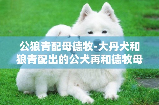 公狼青配母德牧-大丹犬和狼青配出的公犬再和德牧母犬配、下出的犬如何