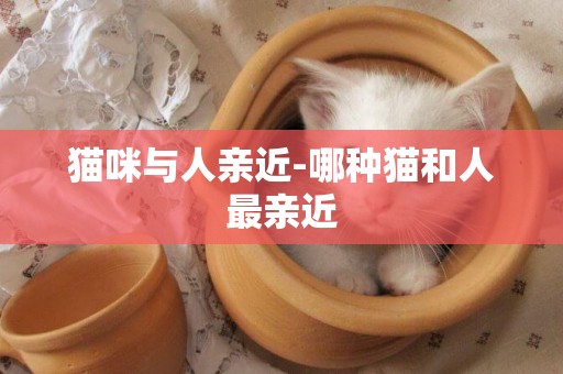 猫咪与人亲近-哪种猫和人最亲近