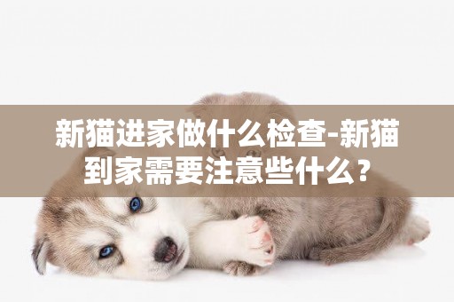 新猫进家做什么检查-新猫到家需要注意些什么？