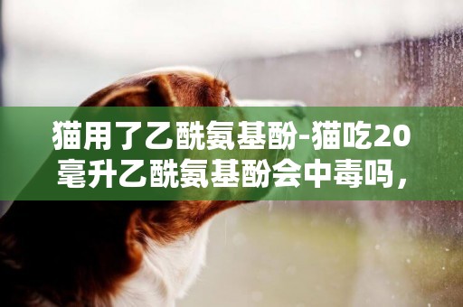 猫用了乙酰氨基酚-猫吃20毫升乙酰氨基酚会中毒吗，体重五斤