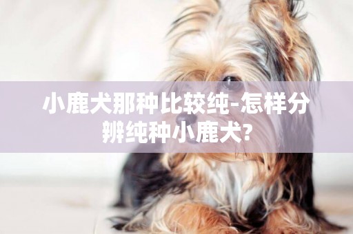 小鹿犬那种比较纯-怎样分辨纯种小鹿犬?