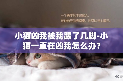 小猫凶我被我踢了几脚-小猫一直在凶我怎么办？