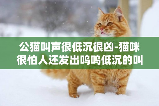 公猫叫声很低沉很凶-猫咪很怕人还发出呜呜低沉的叫声是怎么回事