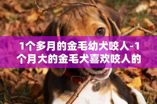 1个多月的金毛幼犬咬人-1个月大的金毛犬喜欢咬人的手