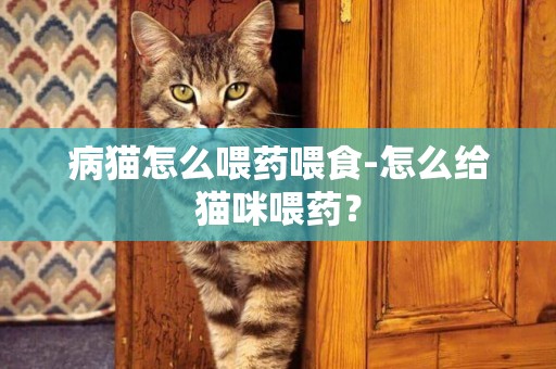 病猫怎么喂药喂食-怎么给猫咪喂药？