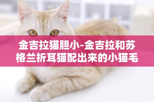 金吉拉猫胆小-金吉拉和苏格兰折耳猫配出来的小猫毛会很长吗？