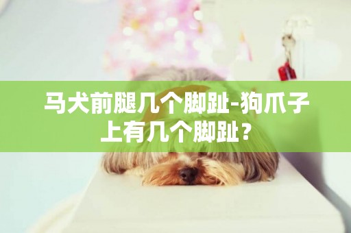 马犬前腿几个脚趾-狗爪子上有几个脚趾？