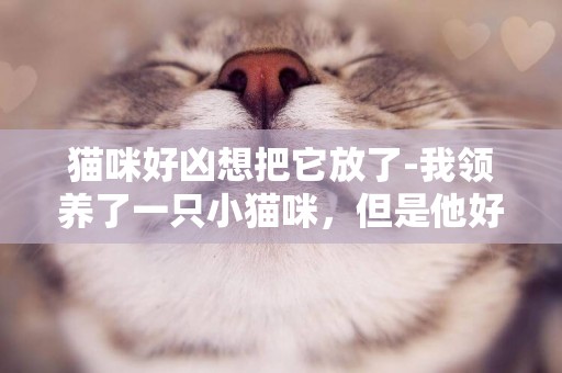 猫咪好凶想把它放了-我领养了一只小猫咪，但是他好凶啊，不能靠近，怎么办啊？