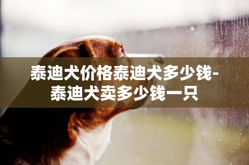 泰迪犬价格泰迪犬多少钱-泰迪犬卖多少钱一只