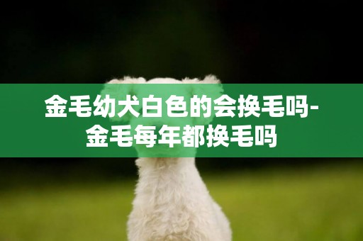 金毛幼犬白色的会换毛吗-金毛每年都换毛吗