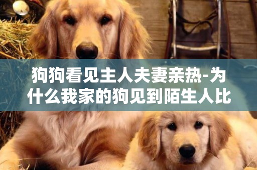 狗狗看见主人夫妻亲热-为什么我家的狗见到陌生人比主人还亲热？