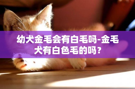 幼犬金毛会有白毛吗-金毛犬有白色毛的吗？