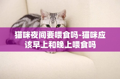 猫咪夜间要喂食吗-猫咪应该早上和晚上喂食吗