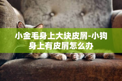 小金毛身上大块皮屑-小狗身上有皮屑怎么办