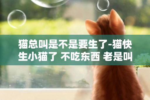 猫总叫是不是要生了-猫快生小猫了 不吃东西 老是叫