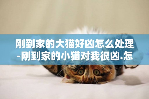 刚到家的大猫好凶怎么处理-刚到家的小猫对我很凶.怎么办