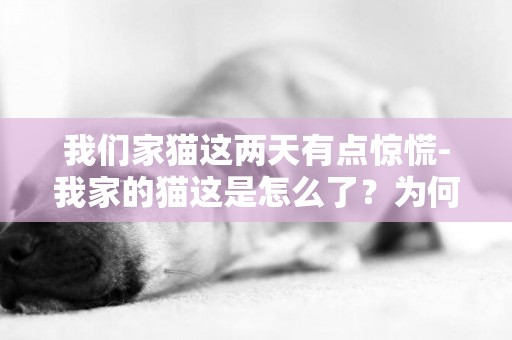 我们家猫这两天有点惊慌-我家的猫这是怎么了？为何突然如此惊慌失措？