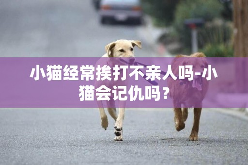 小猫经常挨打不亲人吗-小猫会记仇吗？