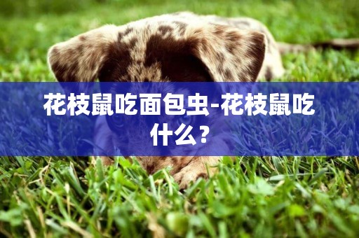 花枝鼠吃面包虫-花枝鼠吃什么？