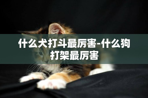 什么犬打斗最厉害-什么狗打架最厉害