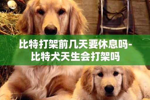 比特打架前几天要休息吗-比特犬天生会打架吗