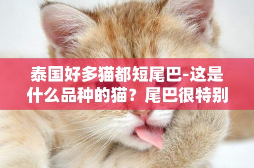 泰国好多猫都短尾巴-这是什么品种的猫？尾巴很特别