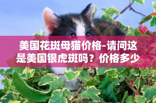 美国花斑母猫价格-请问这是美国银虎斑吗？价格多少呢？谢谢了！