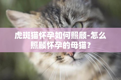 虎斑猫怀孕如何照顾-怎么照顾怀孕的母猫？