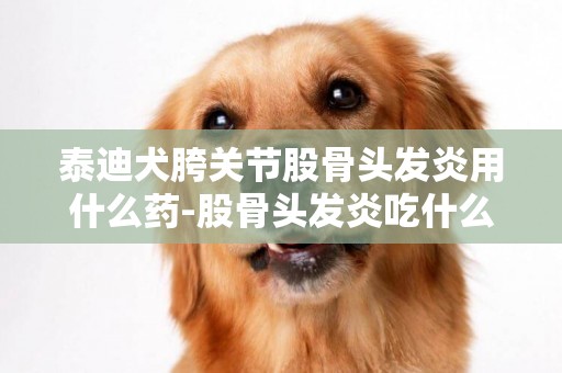 泰迪犬胯关节股骨头发炎用什么药-股骨头发炎吃什么药好