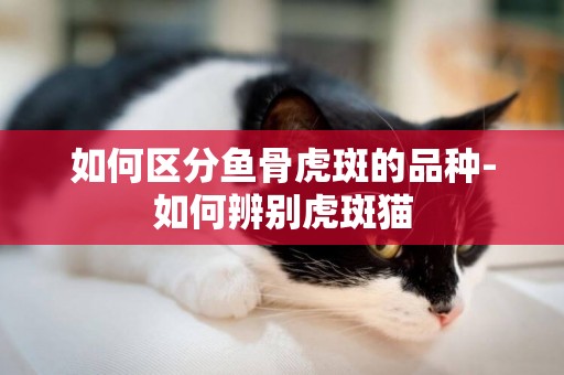 如何区分鱼骨虎斑的品种-如何辨别虎斑猫