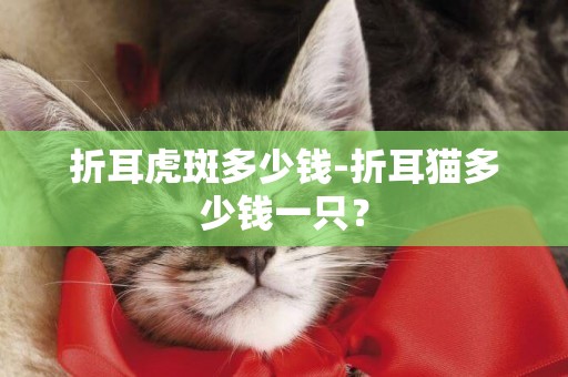 折耳虎斑多少钱-折耳猫多少钱一只？